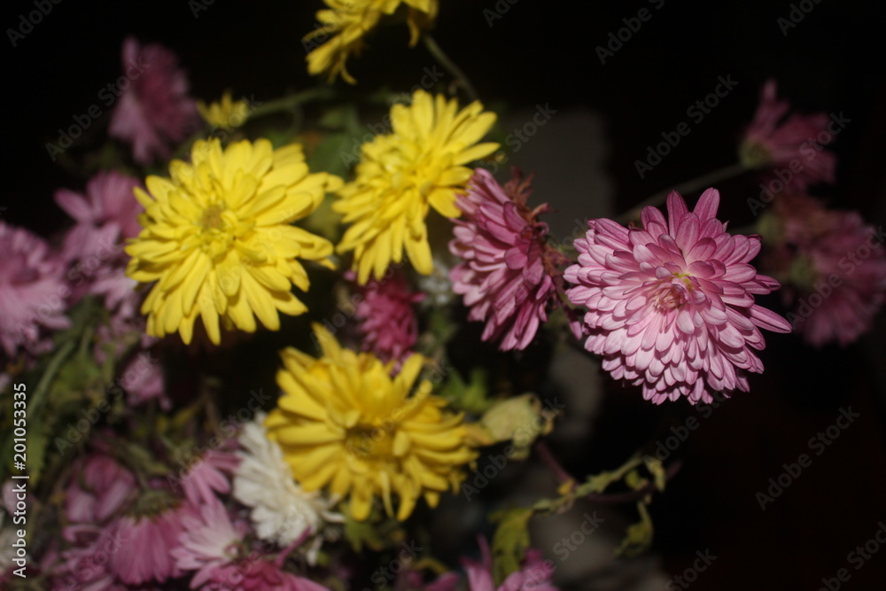 Obraz premium Цветы 