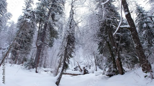 Winter taiga forest under heavy snow along Tevenek (Third river) river on the bank of Teletskoe lake photo