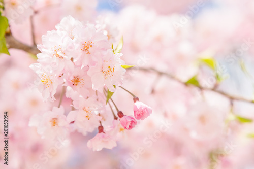 満開の桜 © taka