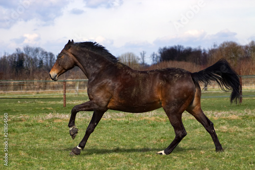 Running Horse Pferd rennt © FACING THE UNKNOWN