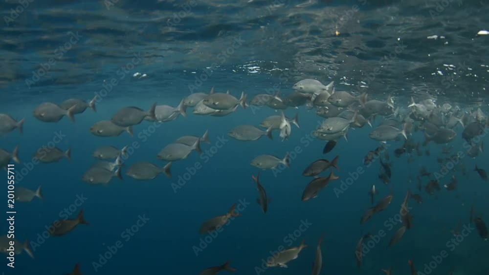 Coral reef scenics of the Sea of Cortes, Espiritu Santo island Baja California Sur, Mexico. The world's aquarium.