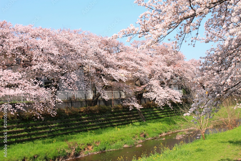 春の小川 春の小川