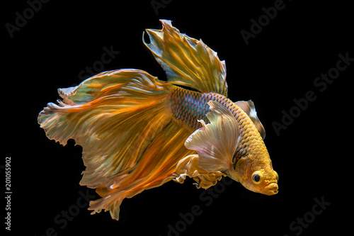betta fish golden color big  ear