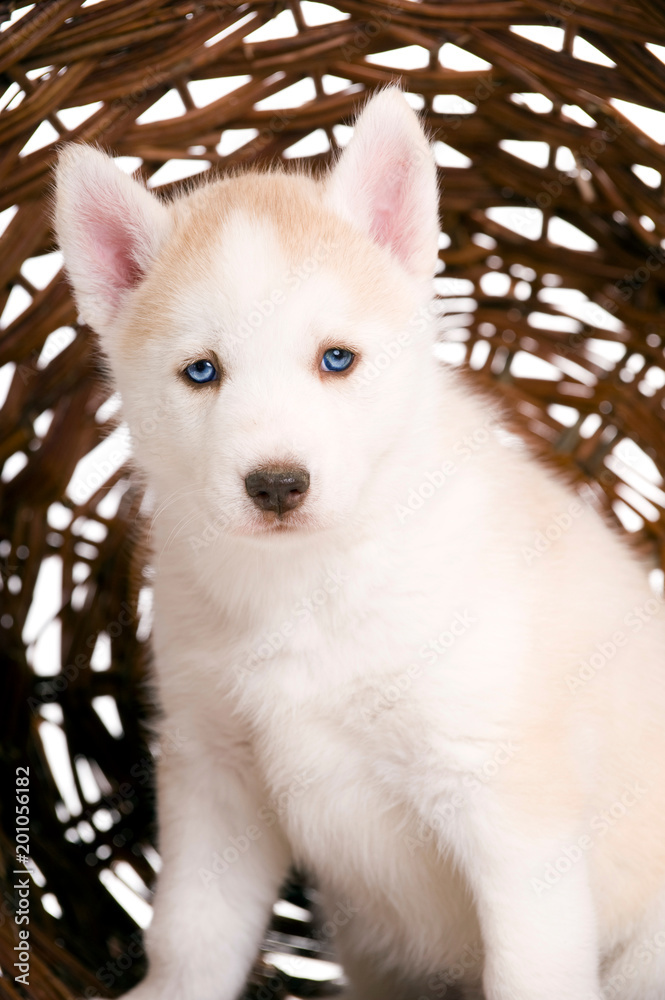 Obraz premium Sibirian Husky Welpe sitzt in einem Korb