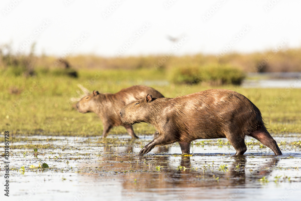 Capybara (Hydrochaeris hydrochaeris) Capybara (Hydrochaeris hydrochaeris)