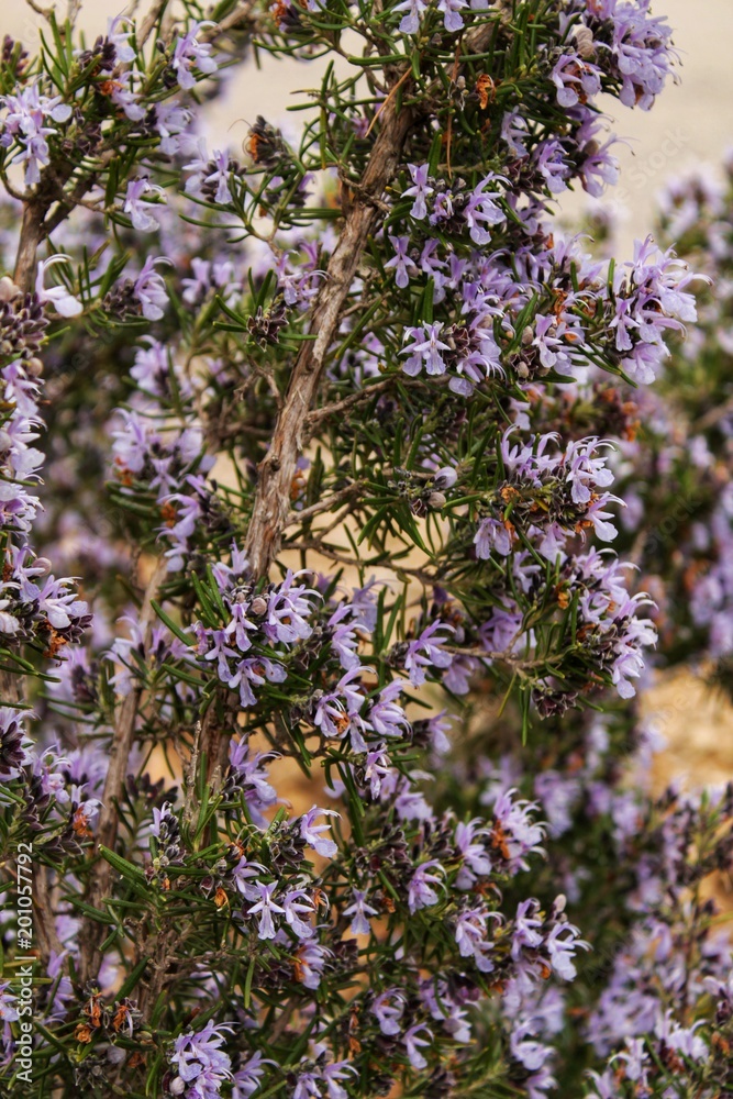 Fototapeta premium Rosmarinus Officinalis plant