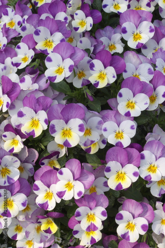 白と紫のかわいいパンジー - Beautiful purple and white pansy