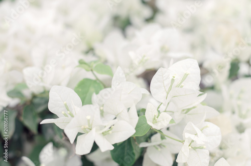 White Bougainvillea flowers during blooming period. Beautiful white flowers