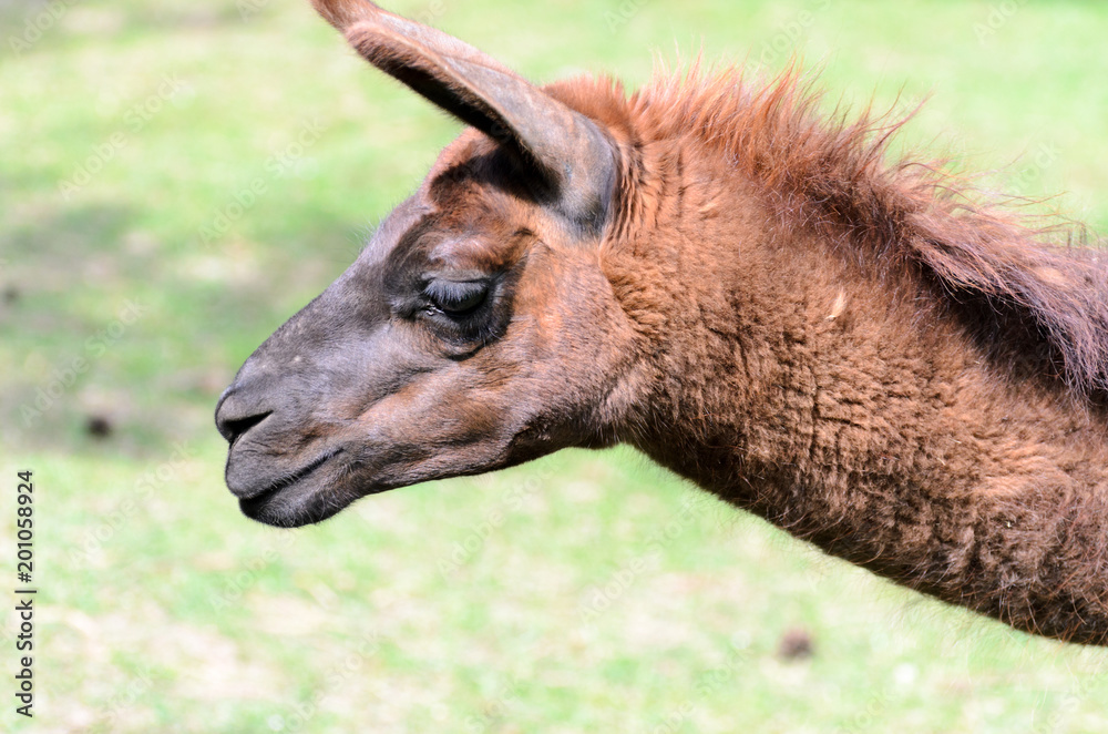 Lama glama grazes in the pasture on a spring sunny day. Lama guanicoe of camel family. Lama glama grazes in the pasture on a spring sunny day. Lama guanicoe of camel family.