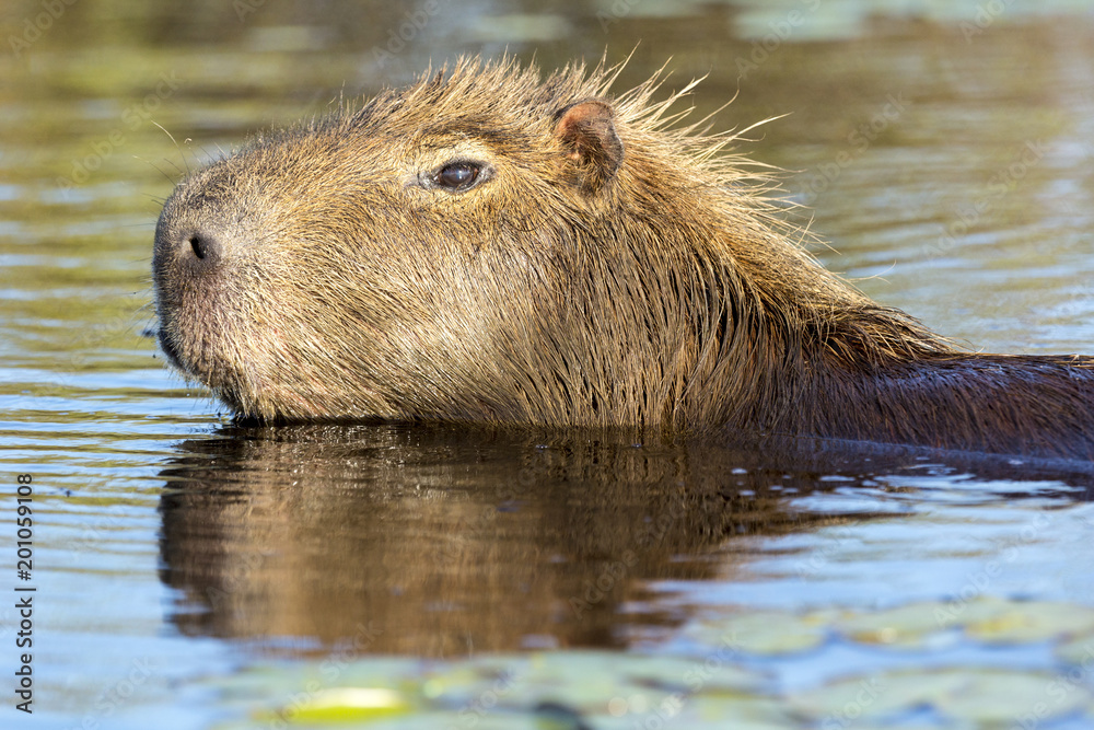 Capybara (Hydrochaeris hydrochaeris) Capybara (Hydrochaeris hydrochaeris)