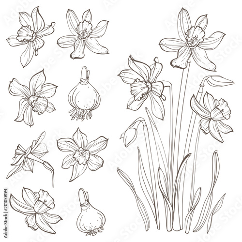Daffodil flowers, isolated on white background. Hand-drawn illustrations.