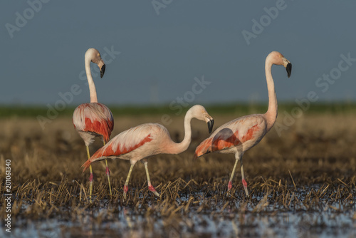 Flamingos, Patagonia Argentina