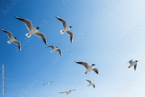 Many seagulls fly in sunny clear blue sky outside. Horizontal color photography.