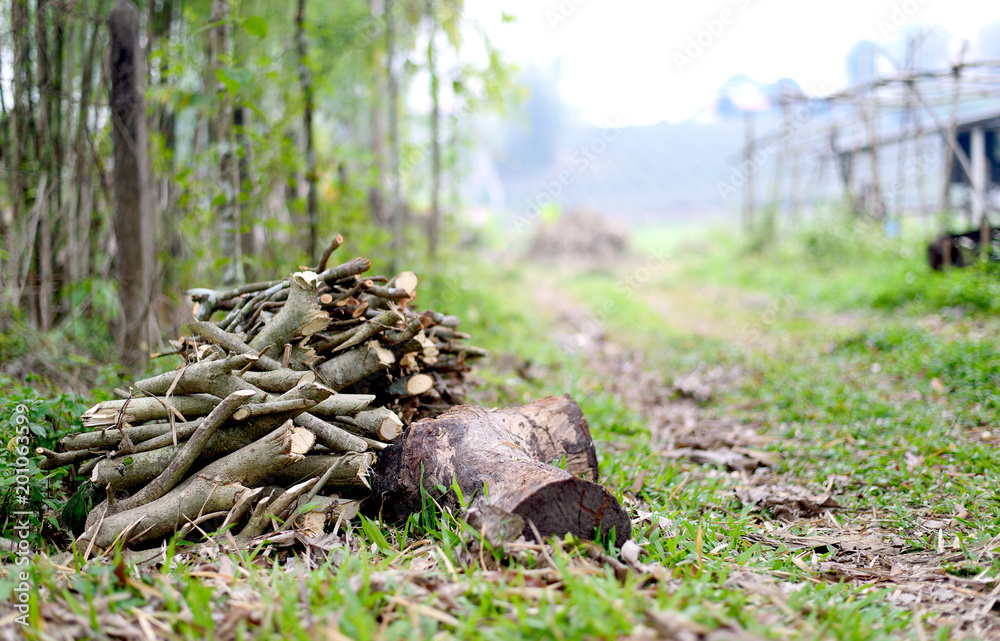 closeup firewood in the forest with soft-focus and over light in the background closeup firewood in the forest with soft-focus and over light in the background