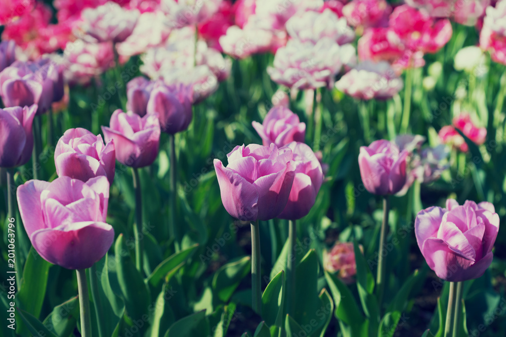 Blooming tulips in spring