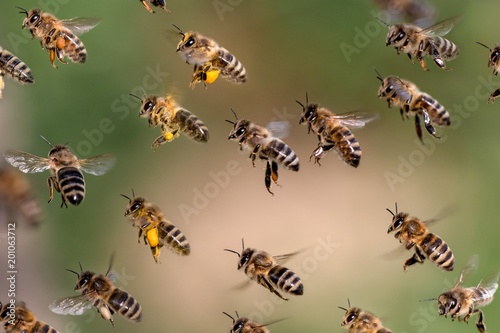 Fliegender Schwarm Bienen mit Pollen und ohne Pollen