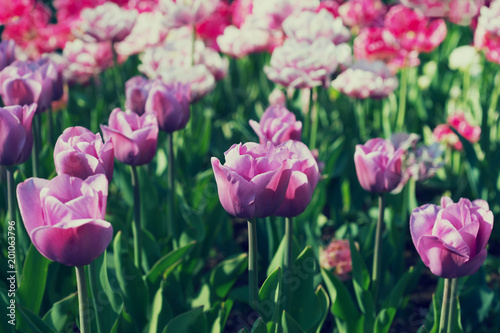 Blooming tulips in spring