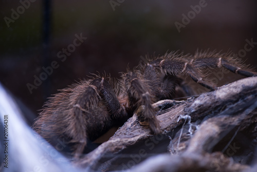 Tarantula with hairy legs. Black spider rests on branch