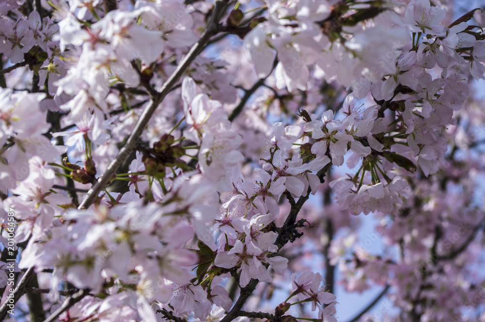 Obraz premium Kwitnąca wiśnia