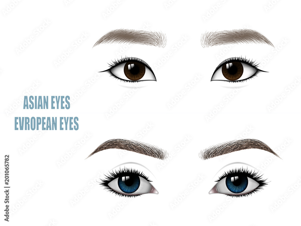 Set of Beautiful Asian and European Woman Eyes and Brows. Vector