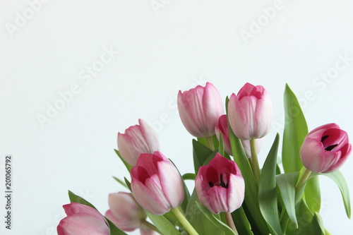 Tulpenstrau  