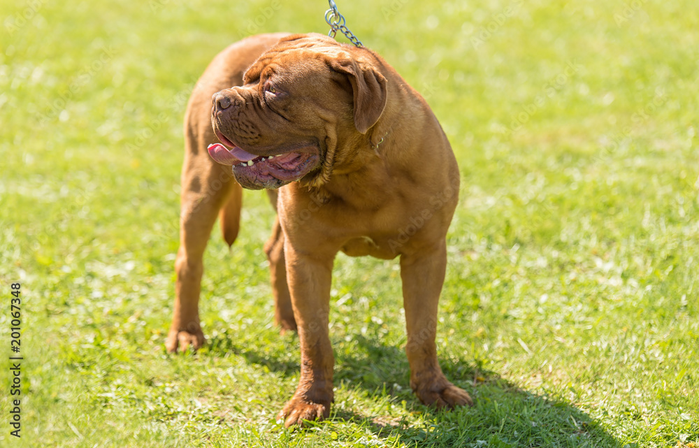 Doggue de Bordeaux dog in the park