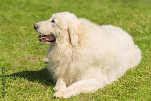 Fototapeta Naklejka Na Ścianę i Meble -  Great Pyrenees dog in the park