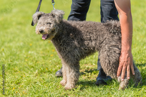 Brown terrier dog in the park.