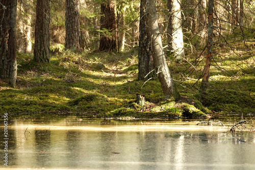 A frozen pond in spring in a green cozy forest at sunset.