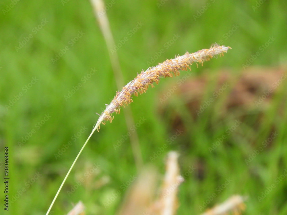 Timothy grass nature
