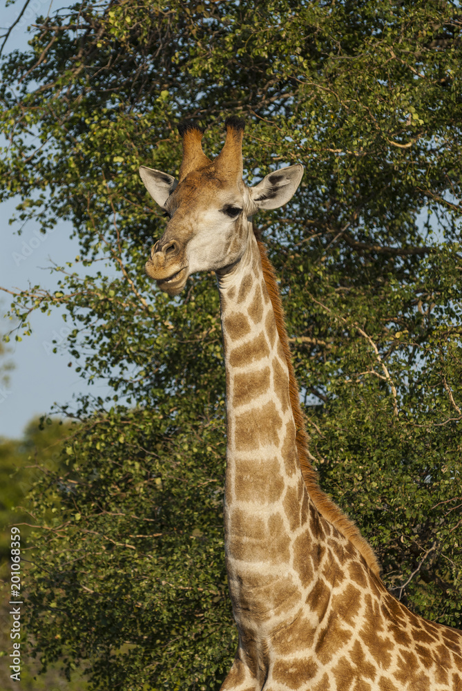Fototapeta premium Giraffa, Kruger National Park