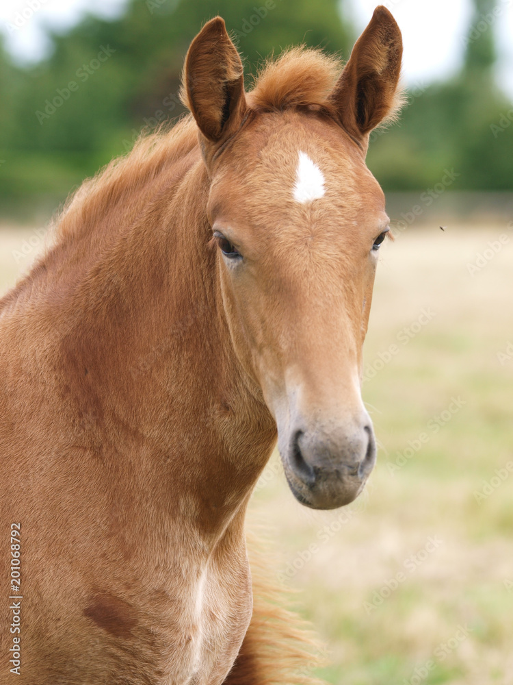 Foal Headshot