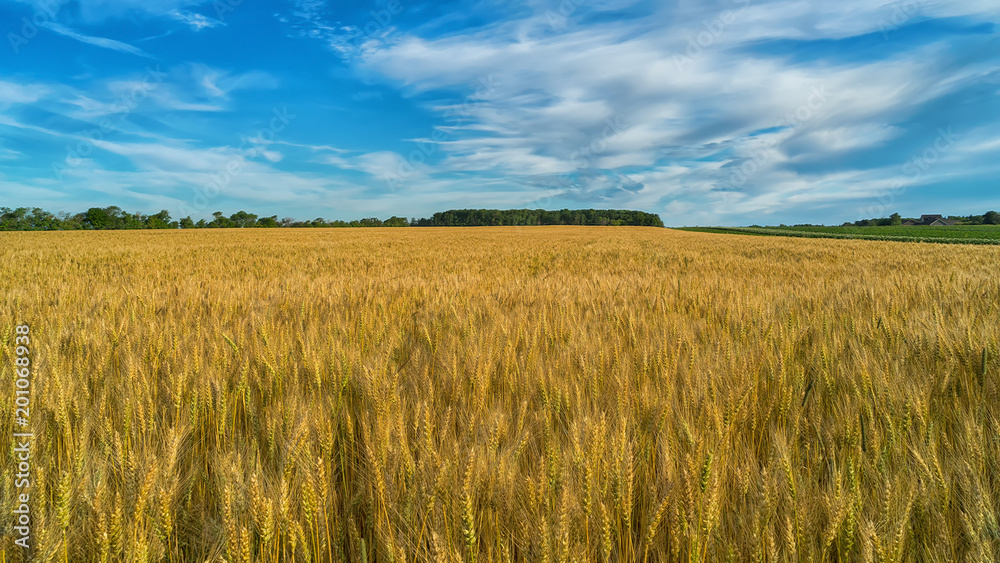 Wheat field in rural Prince Edward Island, Canada. Wheat field in rural Prince Edward Island, Canada.
