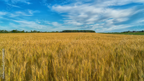Wheat field in rural Prince Edward Island, Canada.