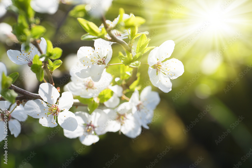 Spring Blooming with sunbeams, natural background Spring Blooming with sunbeams, natural background