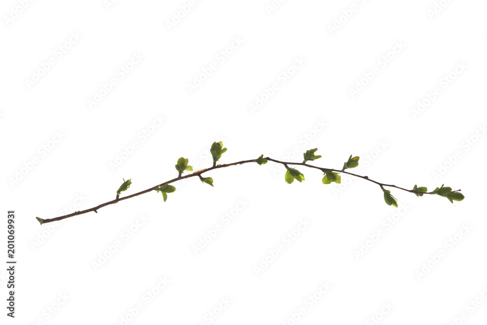 plant isolated on white background plant isolated on white background