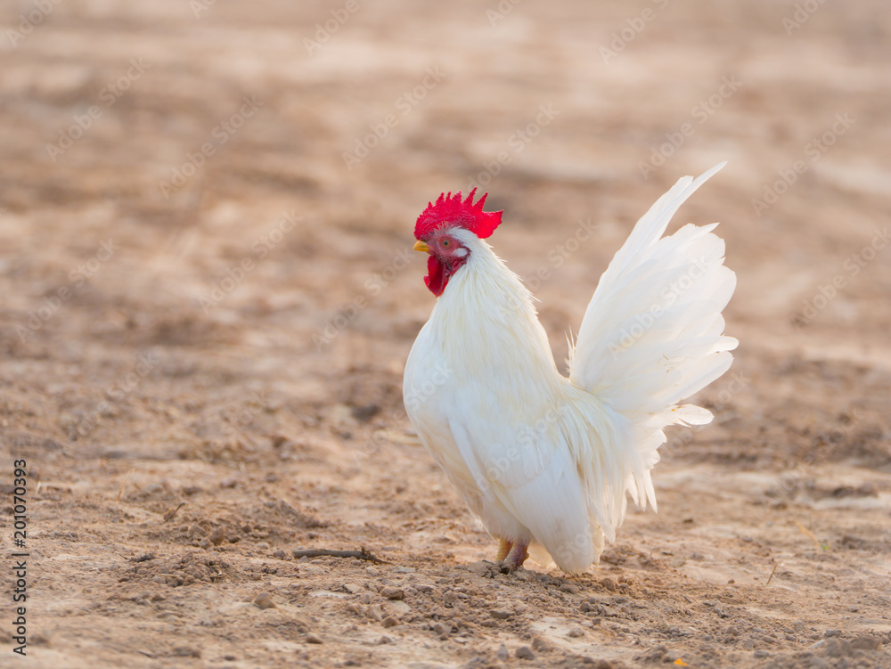 White Bantam Standing Gracefully White Bantam Standing Gracefully