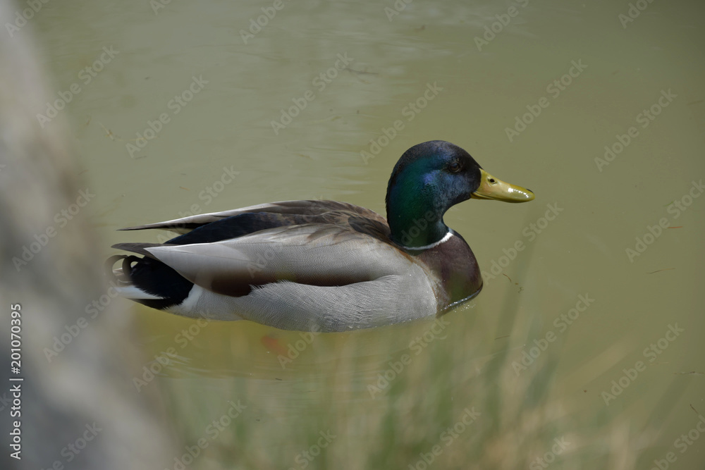 Obraz premium Anas platyrhynchos, wild duck floating on the pond.