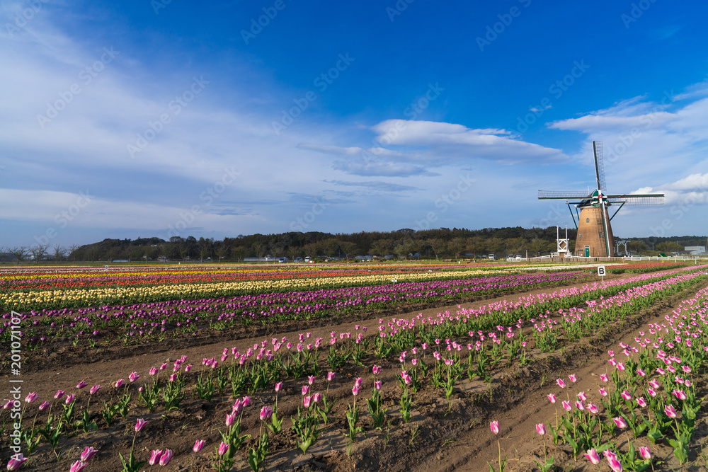 千葉 佐倉ふるさと広場の風車とチューリップ Stock Photo Adobe Stock