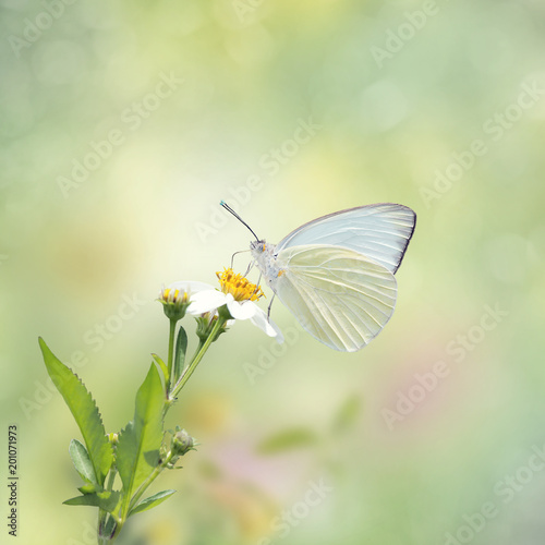 Great Southern White butterfly