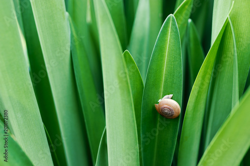 Snail on green leaf.