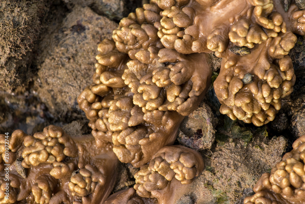 Alcyonacea, or soft corals, is an order of corals which do not produce calcium carbonate skeletons for education in the Sea. Alcyonacea, or soft corals, is an order of corals which do not produce calcium carbonate skeletons for education in the Sea.