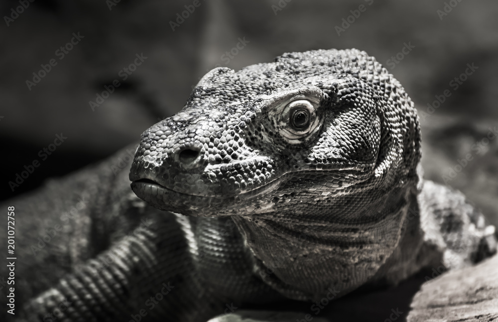 Giant Lizard in Black and White Giant Lizard in Black and White