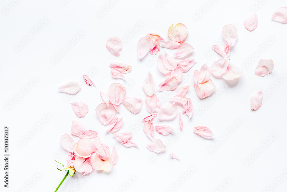 Trendy design with rose blossom in soft light top view Trendy design with rose blossom in soft light top view