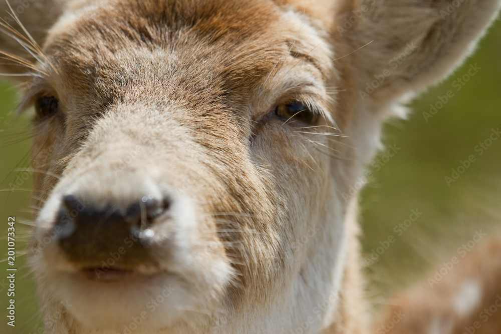Deer Deer