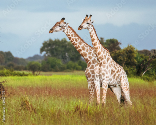 Thornicroft Girafe sanding in the bushveld in South Luangwa National Park  Zambia  Southern Africa  Giraffa 