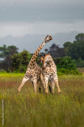 Fototapeta Naklejka Na Ścianę i Meble -  Thornicroft Girafe sanding in the bushveld in South Luangwa National Park, Zambia, Southern Africa	(Giraffa)