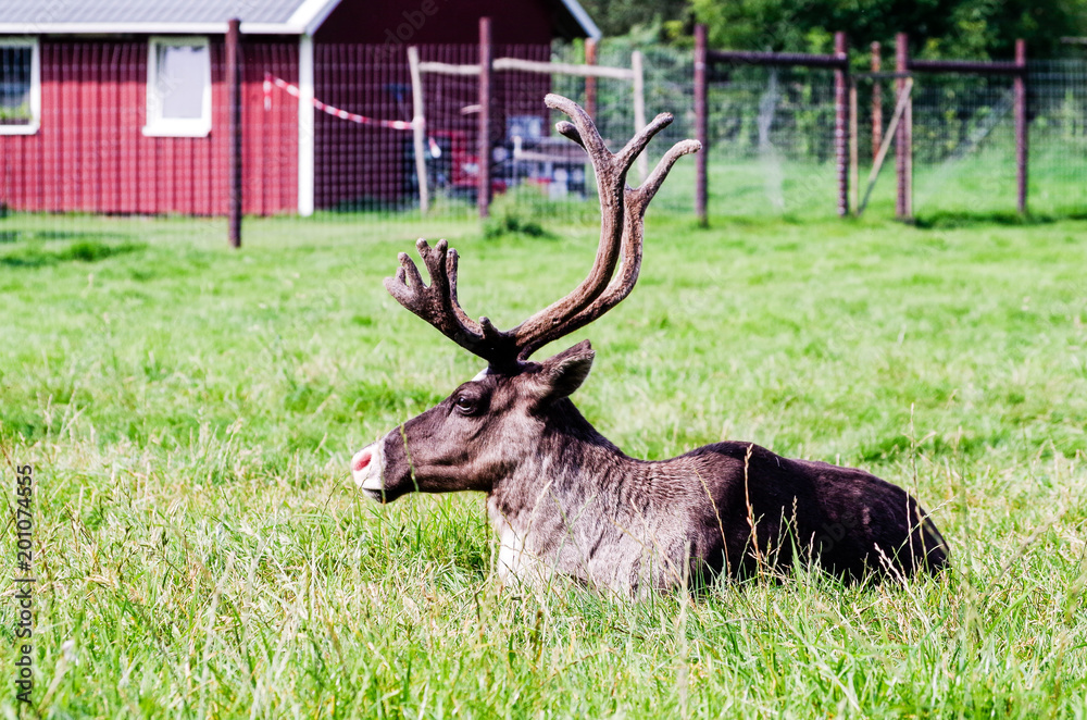 Photo of Moose on Green Grass during Daytime in Schenkenberg, Brandenburg, Germany Photo of Moose on Green Grass during Daytime in Schenkenberg, Brandenburg, Germany