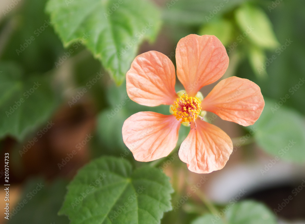 Orange flower abutilon Orange flower abutilon