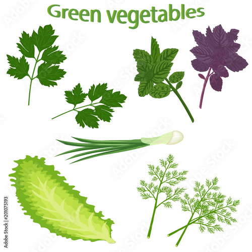 Green vegetables isolated on white background. Fresh basil, green onion, fresh dill, lettuce leaf, green parsley. Vector illustration of green vegetables.